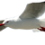 cmxsmalllogo.png